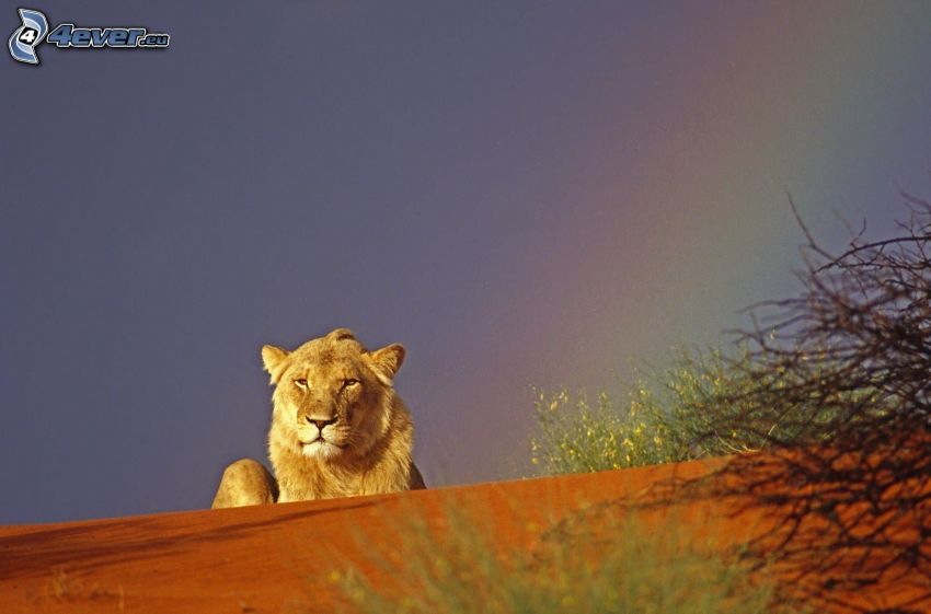 león en calma, cielo, arco iris