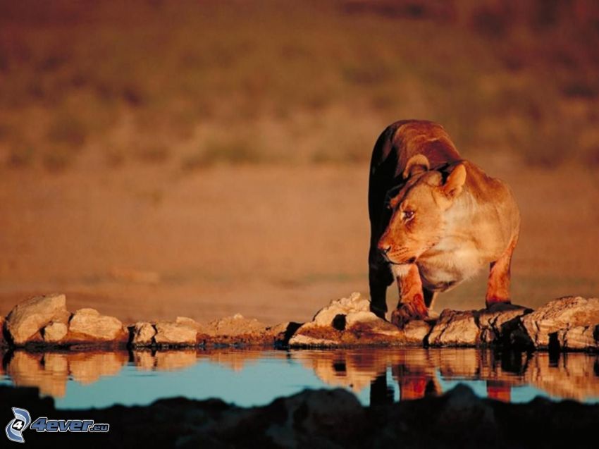 leona, agua, desierto