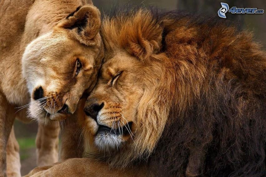 leones, amor