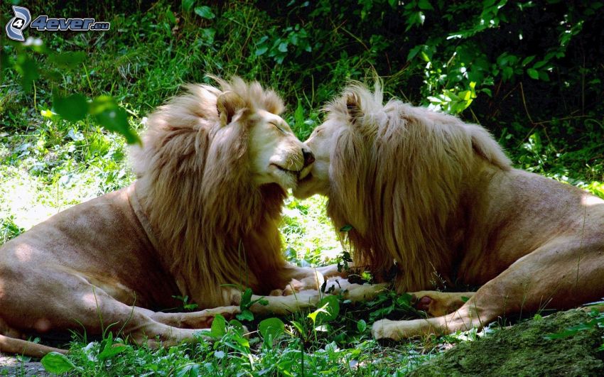leones, amor