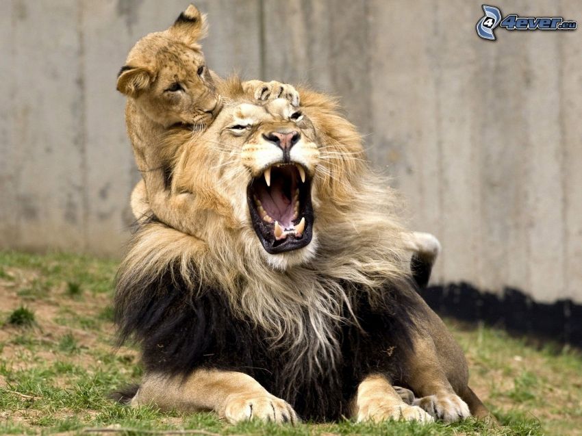 leones, rugido