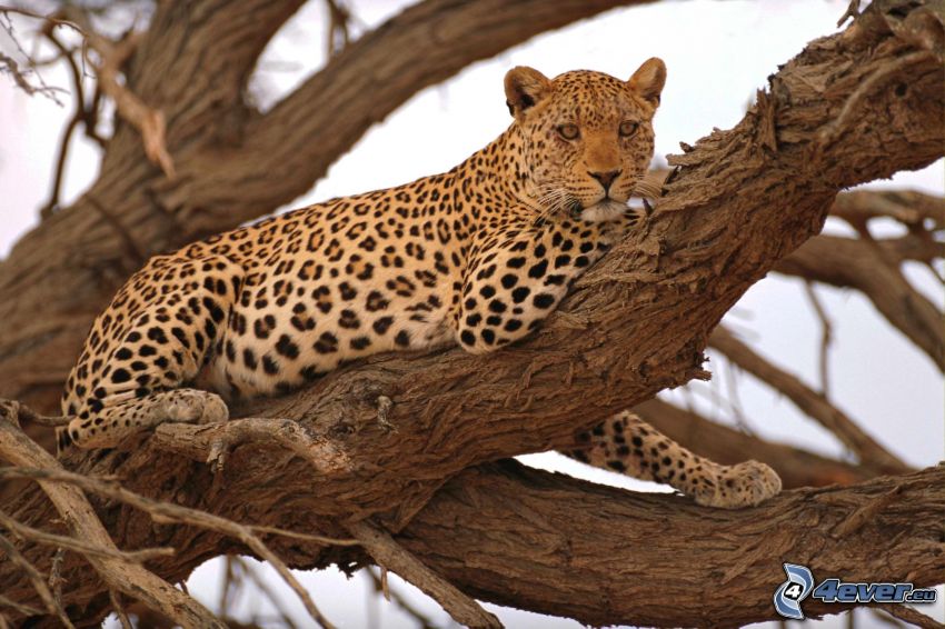 leopardo, árbol