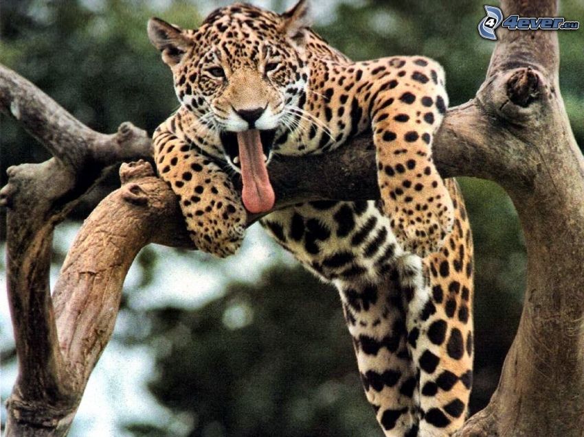 leopardo, bostezar, lengua