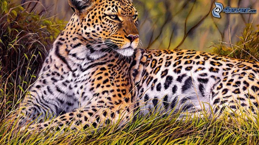leopardo, hierba