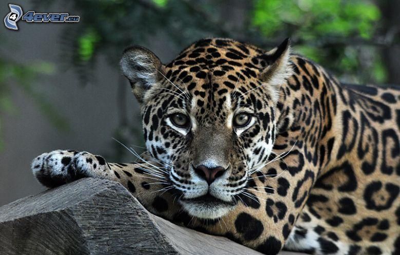 leopardo, madera