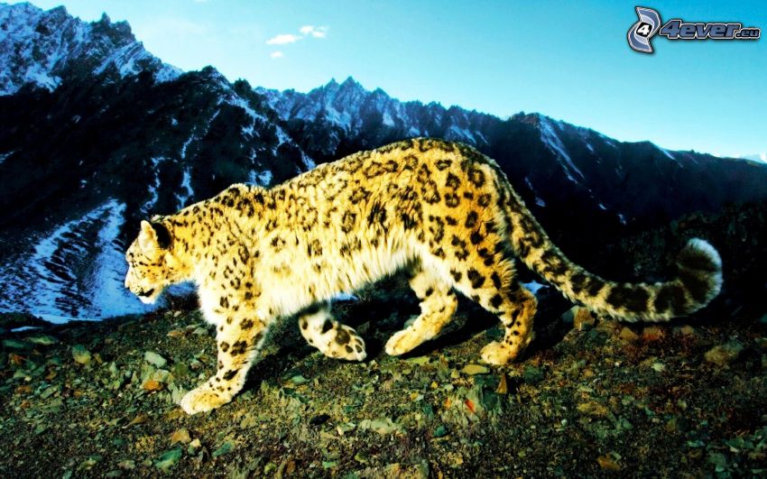 leopardo, montañas