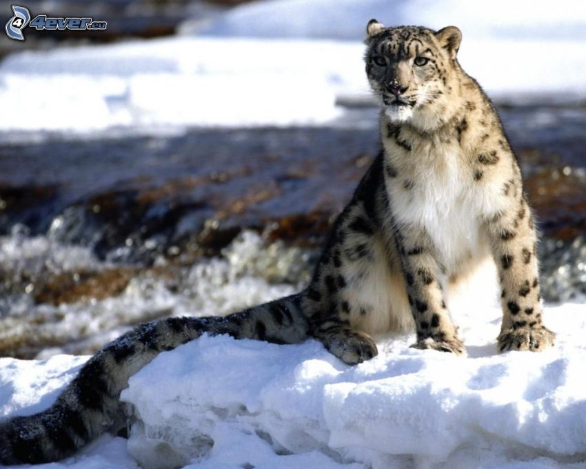 leopardo, nieve, río
