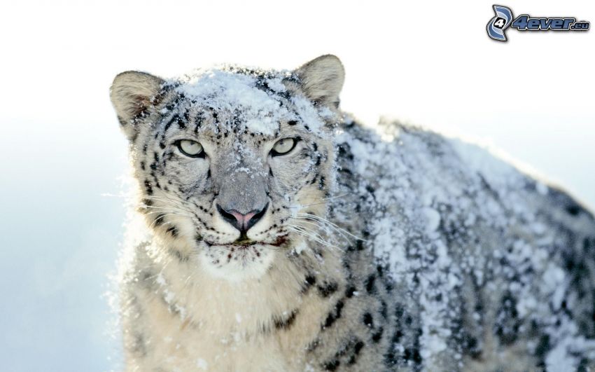 leopardo, nieve