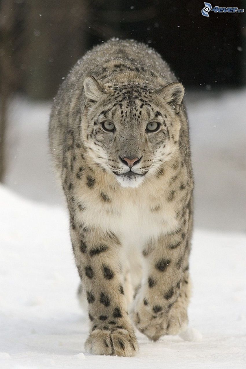 leopardo, nieve