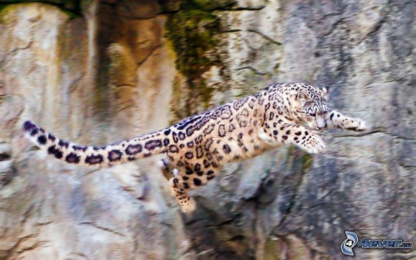 leopardo, rocas, salto