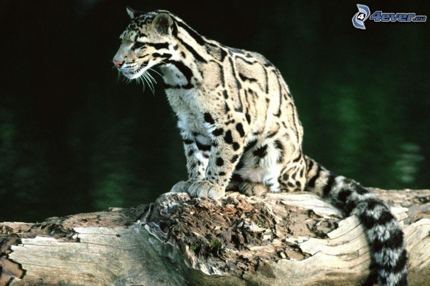 leopardo, tribu