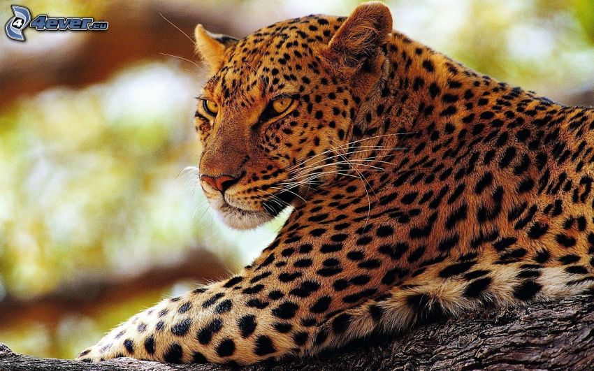 leopardo
