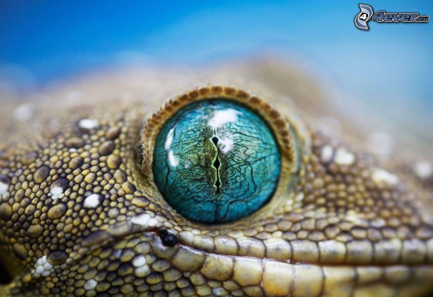 Leopardo gecko, ojo