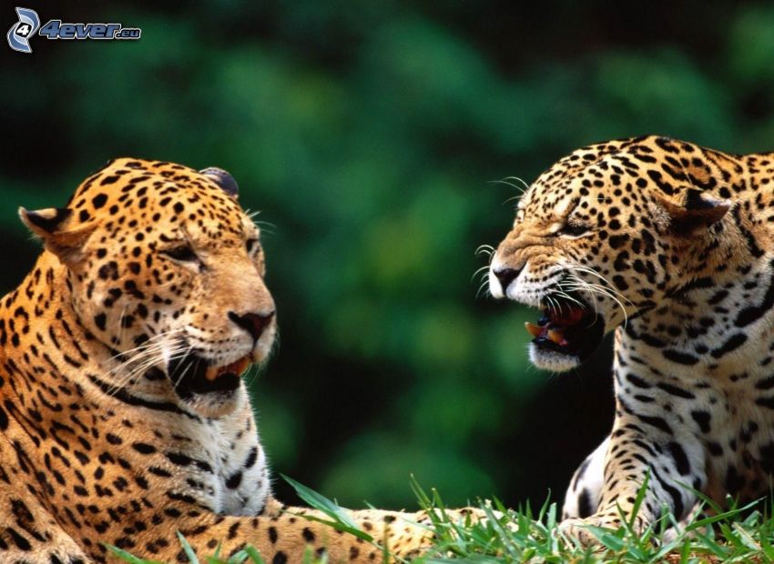 Leopardos