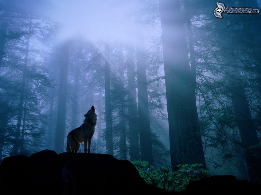 lobo aúllando, bosque, niebla