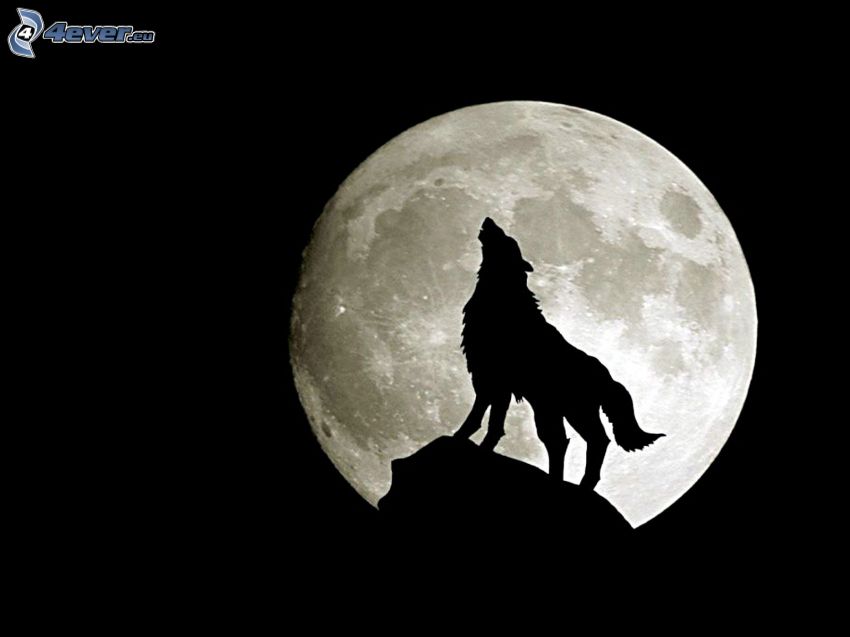 lobo aúllando, Luna, Luna llena, silueta de un lobo