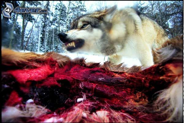 lobo enojado, sangre, presa