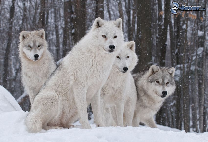 lobos blancos, nieve
