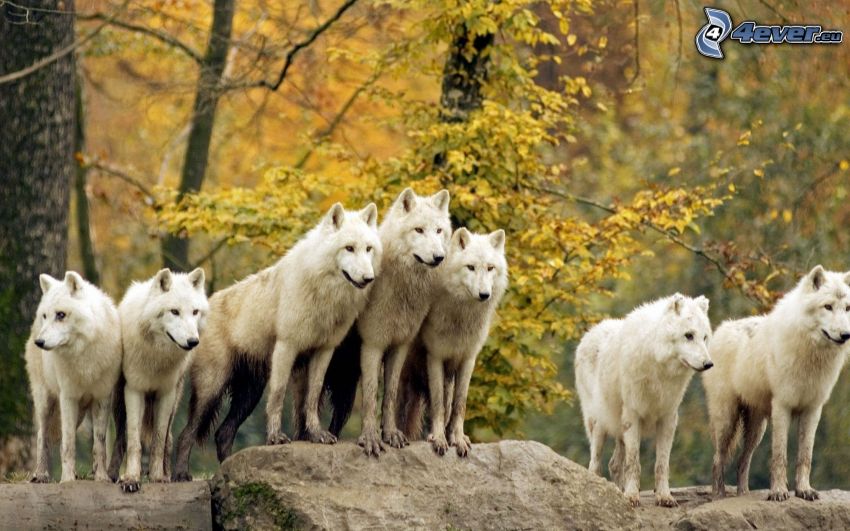 lobos blancos, roca, árbol otoñal