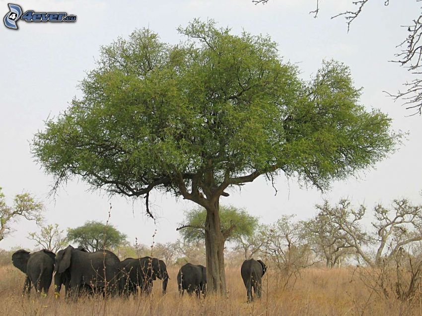 manada de elefantes, árbol