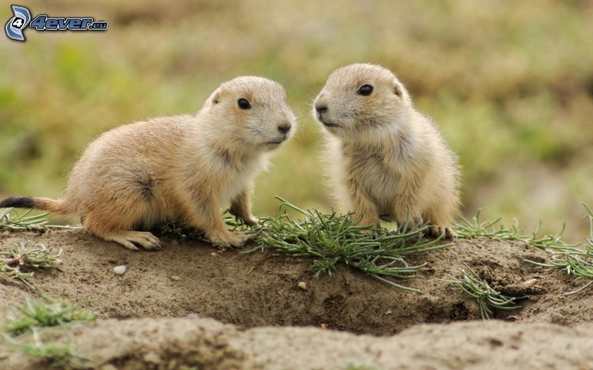 marmota, crías, guarida