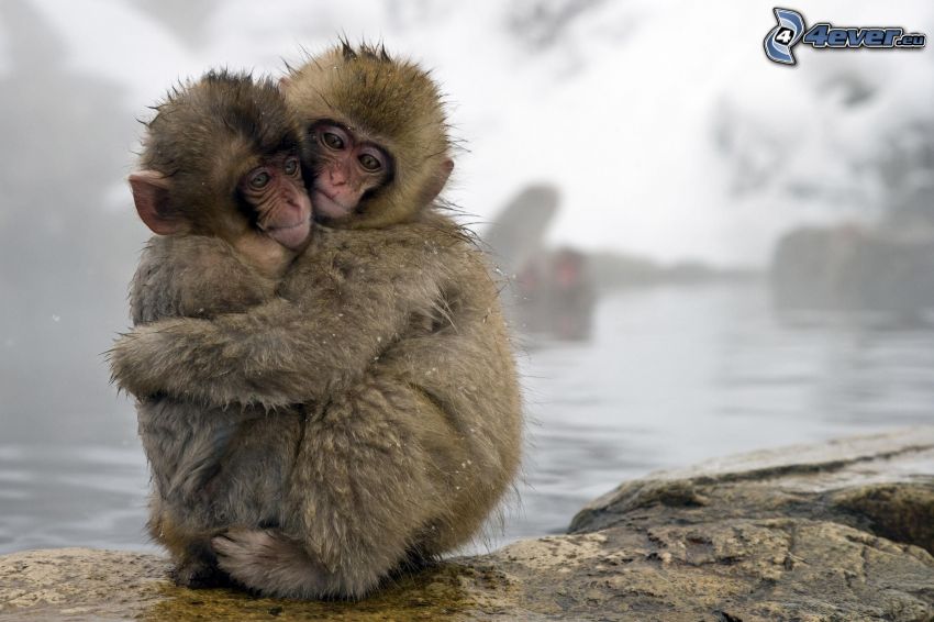 monos, abrazar