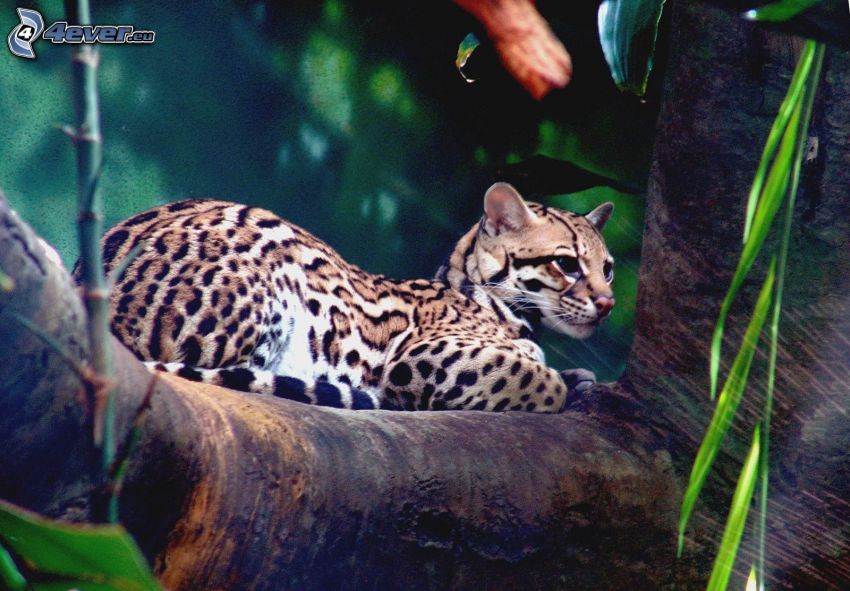 ocelote, rama