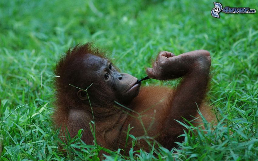 orangután, hierba