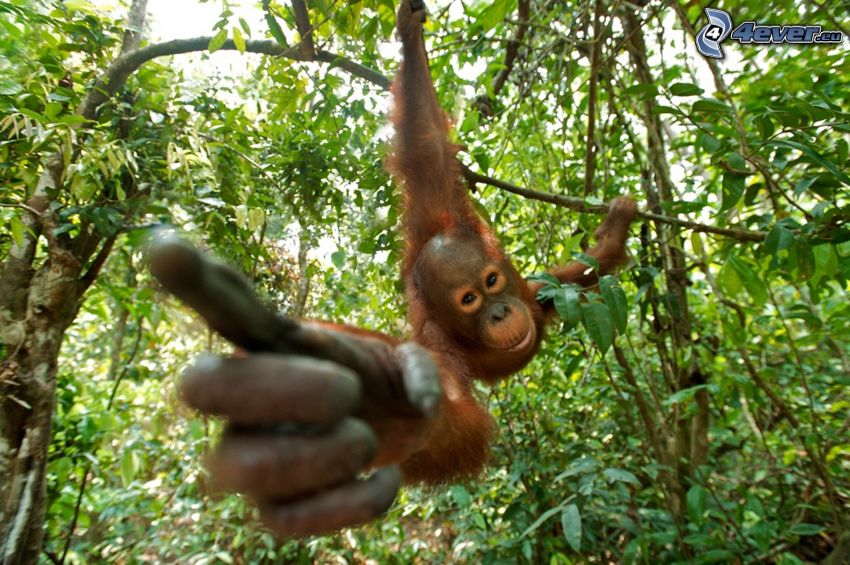 orangután, mano, dedo, selva