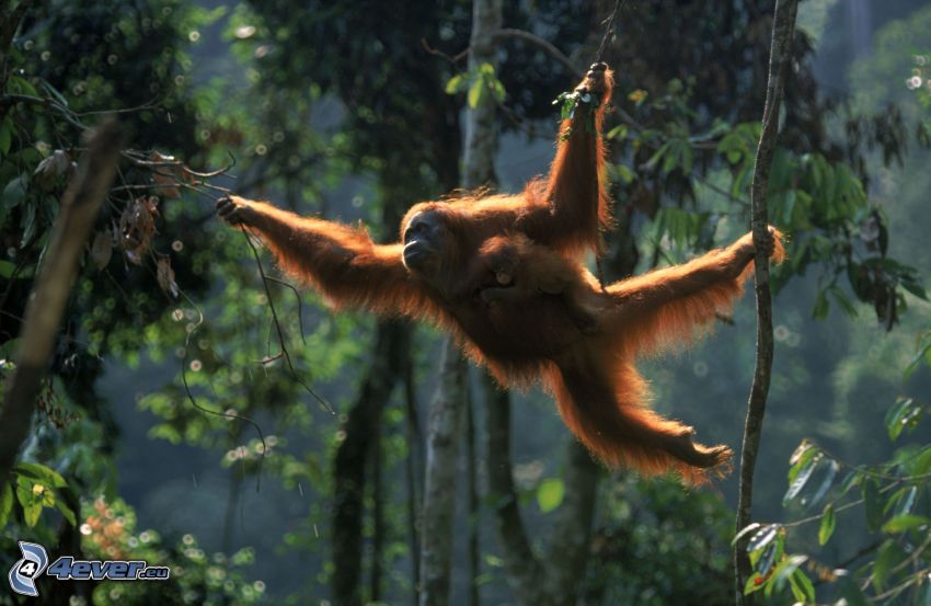 orangután, selva