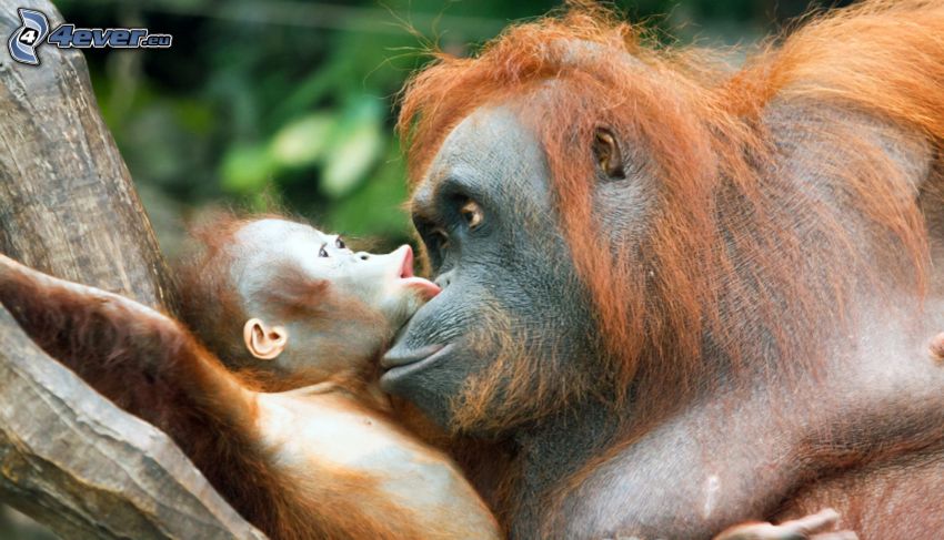 orangutanes, familia, cachorro