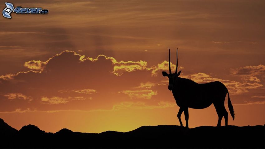 oryx, silueta, después de la puesta del sol