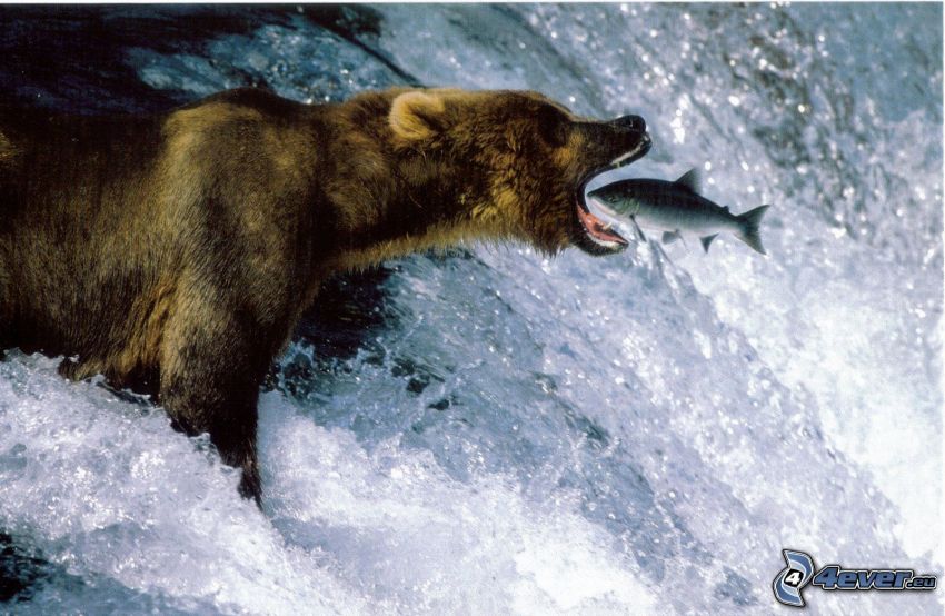 oso, pez, cascada, presa, salmón
