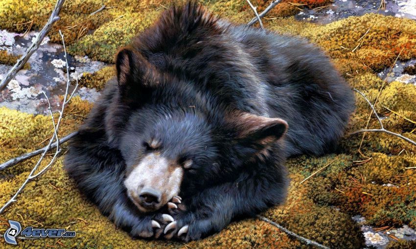 oso negro, dormir