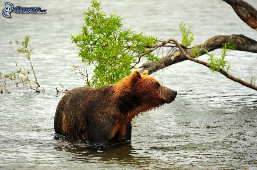 oso pardo, agua, rama