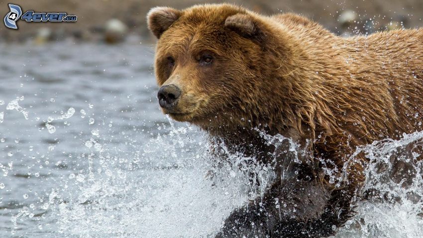 oso pardo, agua
