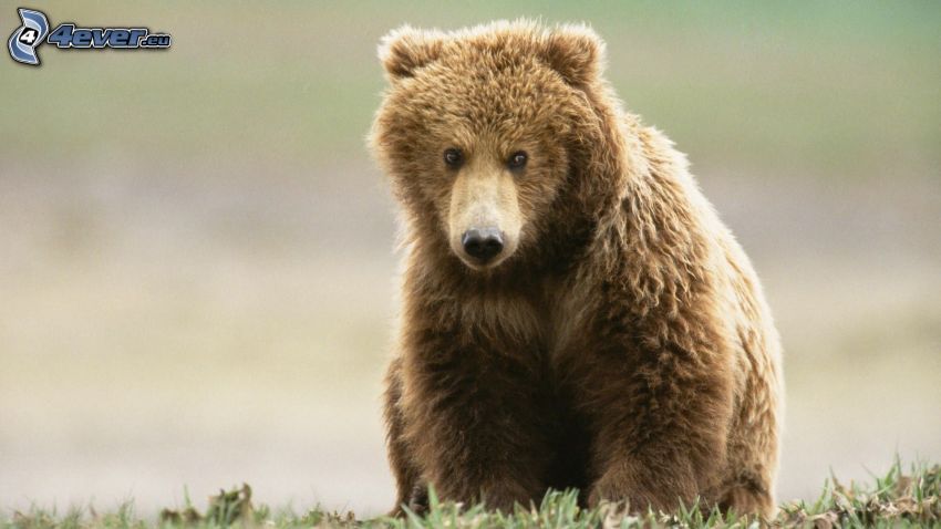 oso pardo, cachorro