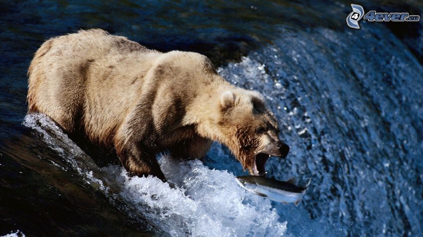 oso pardo, cascada, pez, presa, alimento