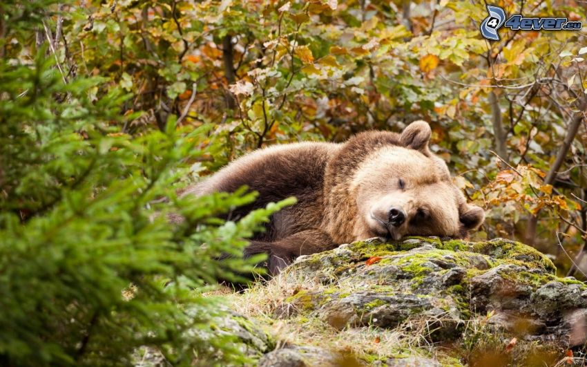 oso pardo, dormir