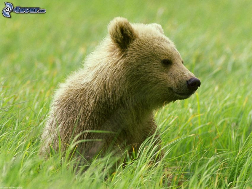 oso pardo, hierba alta