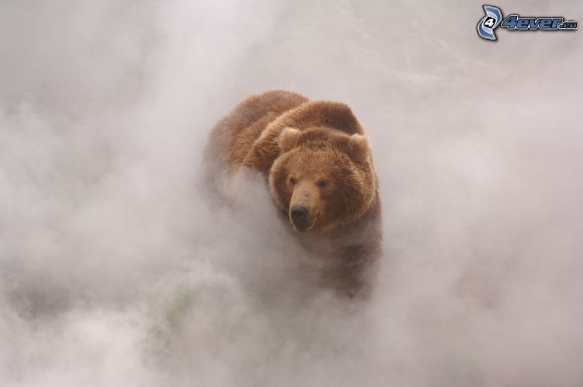 oso pardo, niebla