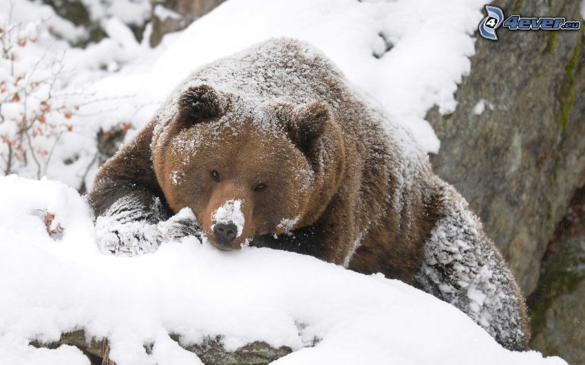 oso pardo, nieve