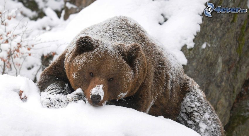 oso pardo, nieve