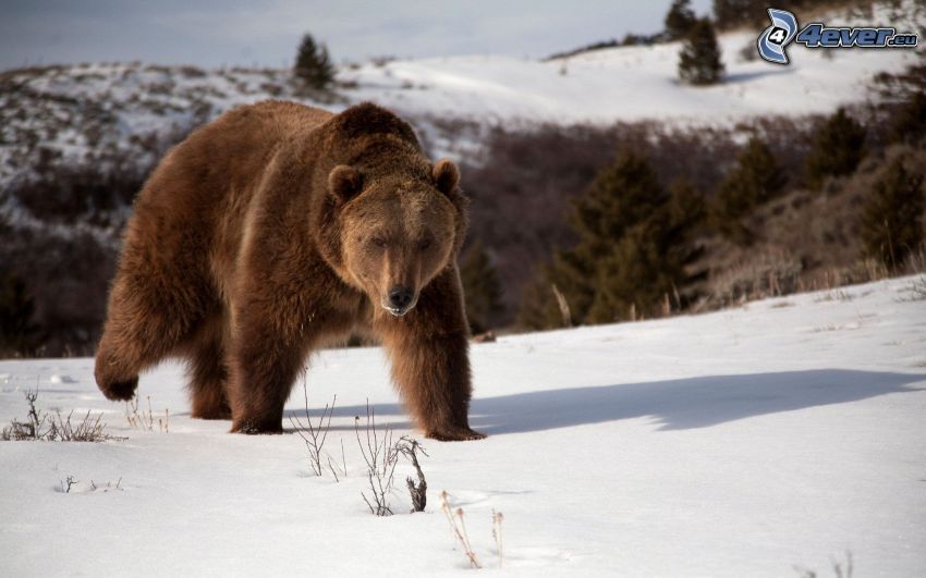 oso pardo, paisaje nevado