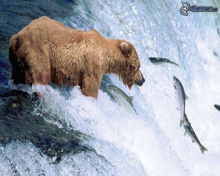 oso pardo, peces, cascada, caza