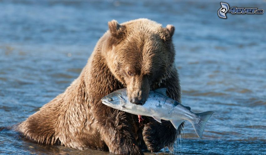 oso pardo, pez, alimento, agua
