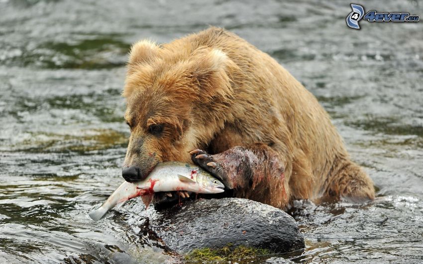 oso pardo, pez, presa, agua