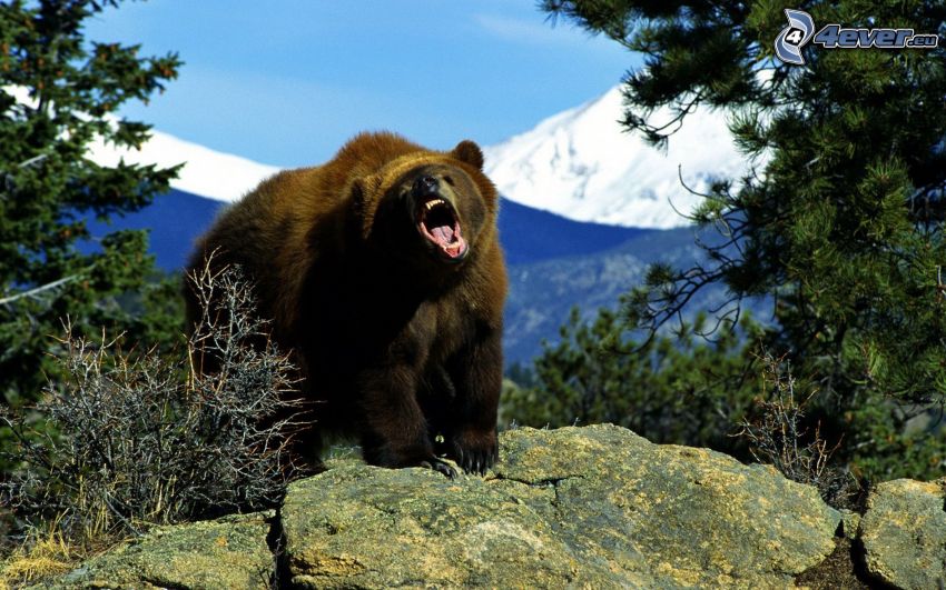 oso pardo, rugido, roca