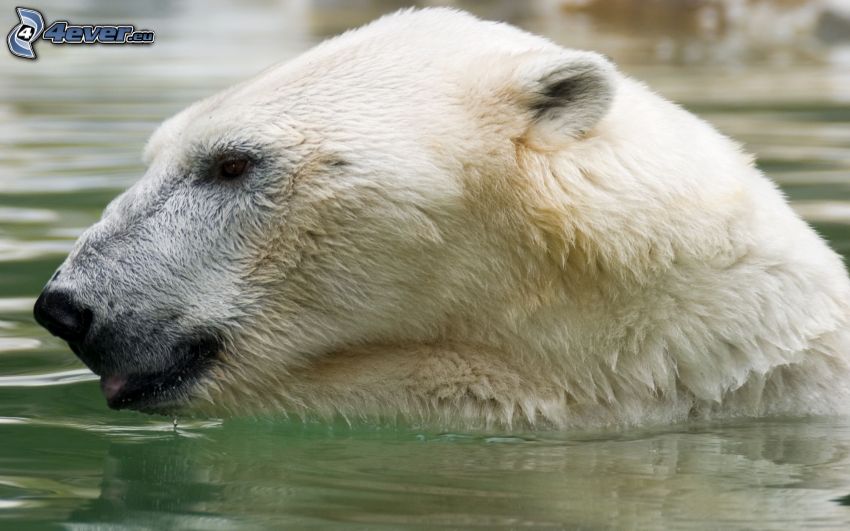 oso polar, agua