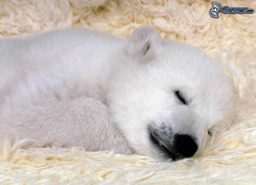 oso polar, cachorro, dormir